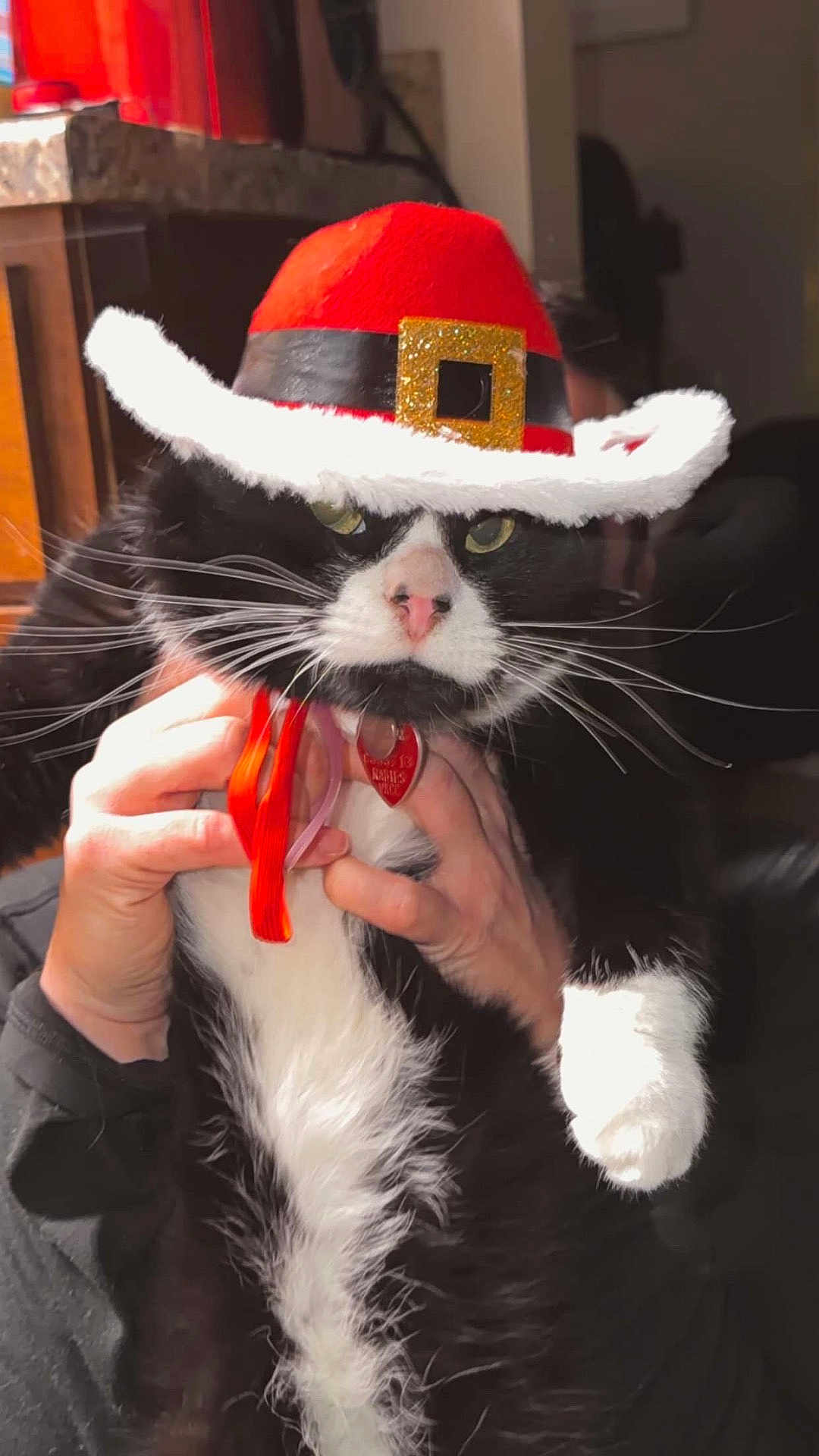 Nibble joined the competition — help win amazing prizes! cat, black_and_white_cat, pet, animal, hat, red_hat, white_fur, black_fur, whiskers, pink_nose, indoor, hands, human_hands, holding, costume, holiday_hat, portrait, close_up, feline, domestic_animal