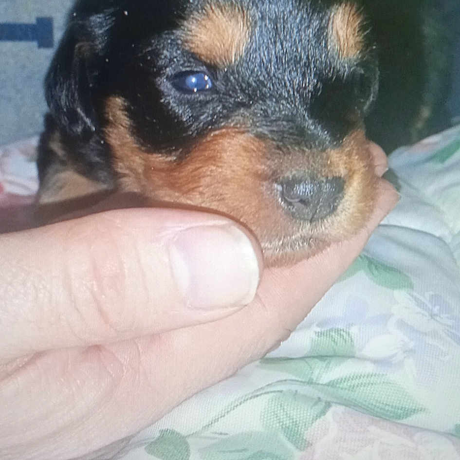 Sky a rejoint le concours — aidez-le/la à gagner de superbes lots ! canidae, carnivore, comfort, companion_dog, dog, dog_breed, fawn, fur, green, nail, paw, rottweiler, snout, sporting_group, terrestrial_animal, thumb, toy_dog, whiskers, working_animal, wrist