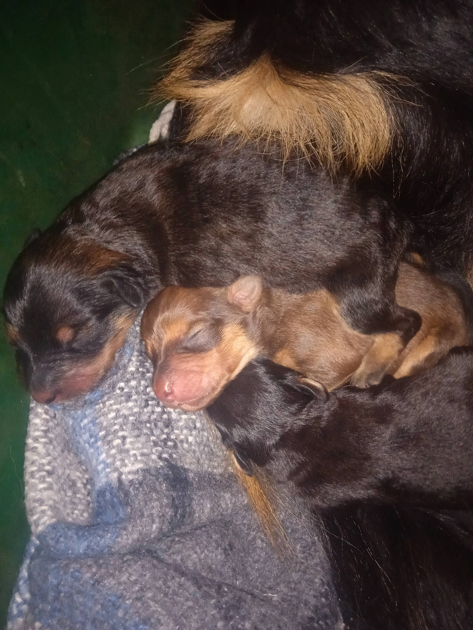 Bello a rejoint le concours — aidez-le/la à gagner de superbes lots ! canidae, carnivore, claw, comfort, companion_dog, dog, dog_breed, ear, fawn, foot, fur, gesture, liver, snout, sporting_group, tail, terrestrial_animal, whiskers, working_animal, wrinkle