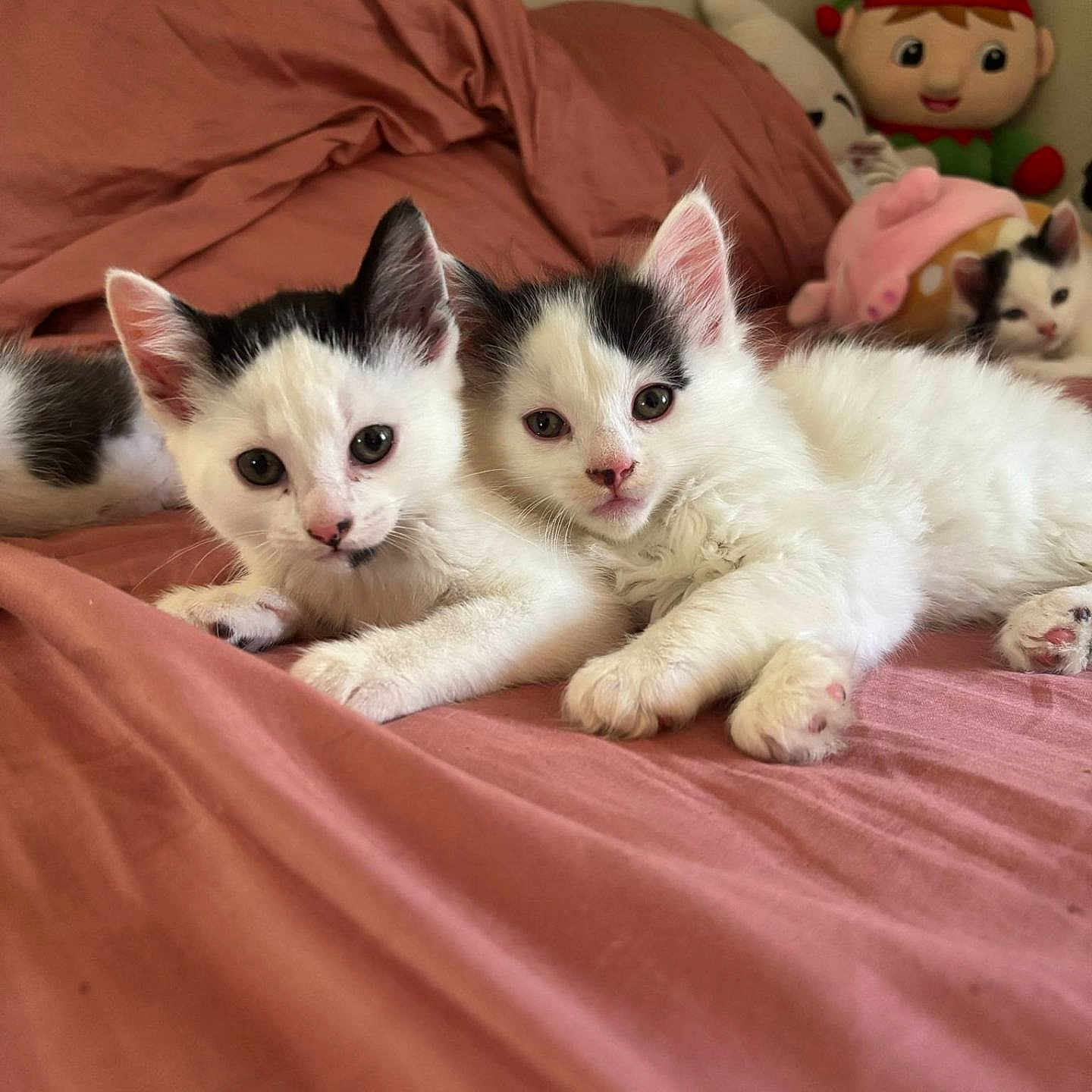 Mila And Milo