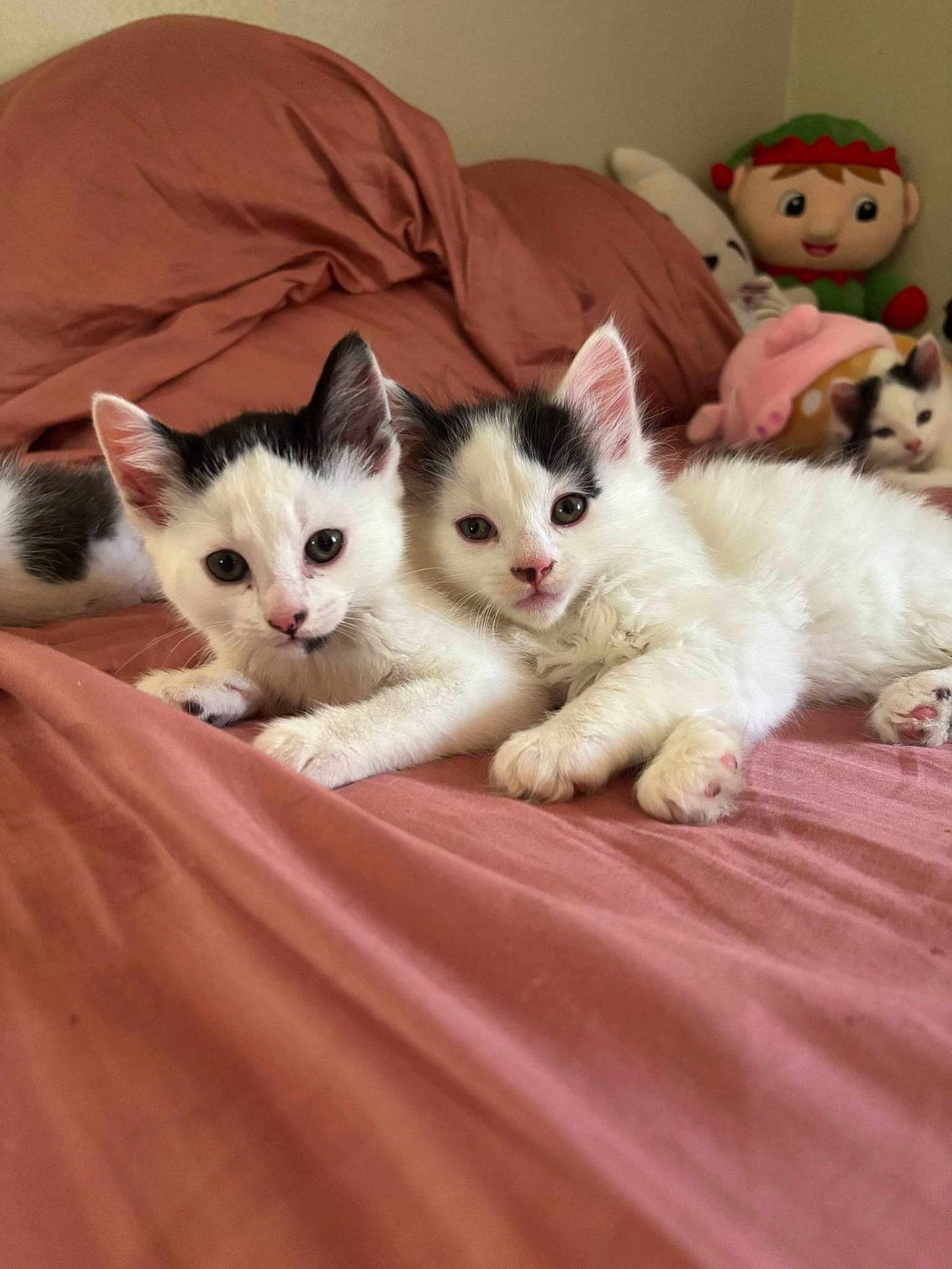 Mila And Milo joined the competition — help win amazing prizes! kitten, cat, bed, pink_bedspread, plush_toy, black_and_white, cute, animal, pet, indoor, feline, young, resting, soft, cozy, fur, whiskers, ears, paws, sleepy