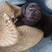 Abba participe au concours pour gagner de l'argent avec cette photo : puppy, dog, brown_dog, woven_hat, straw_hat, floor, tile_floor, indoor, pet, cute, animal, snout, curious, cozy, laying, closeup, domestic_animal, companion, furry, young_dog