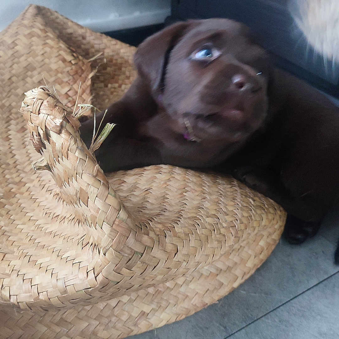 Abba participe au concours pour gagner de l'argent avec cette photo : animal, brown_dog, closeup, companion, cozy, curious, cute, dog, domestic_animal, floor, furry, indoor, laying, pet, puppy, snout, straw_hat, tile_floor, woven_hat, young_dog