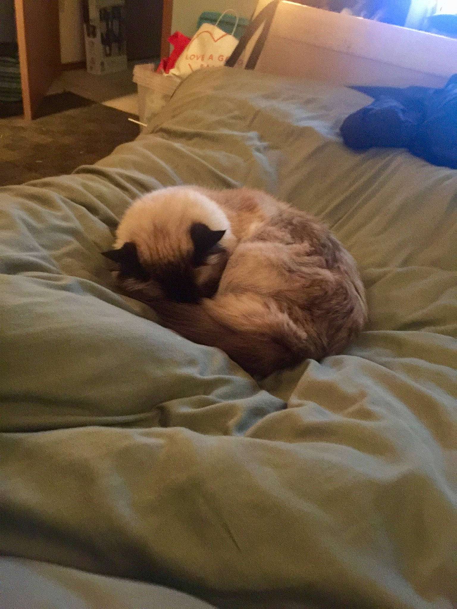 Eugene is registered to the contest to win money with this photo: canidae, carnivore, cat, comfort, companion_dog, dog_breed, fawn, felidae, furniture, nap, room, sleep