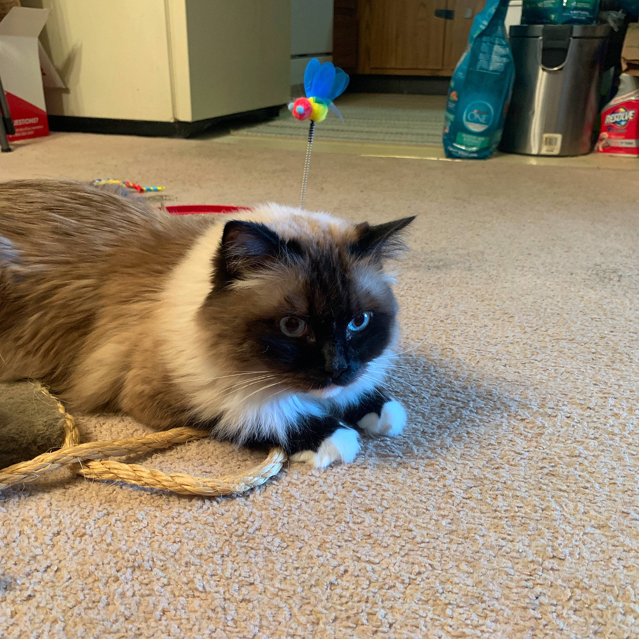 Eugene is registered to the contest to win money with this photo: balinese, birman, carnivore, cat, domestic_long_haired_cat, eye, fawn, felidae, himalayan, iris, kitten, mammal, ragamuffin, ragdoll, siamese, small_to_medium_sized_cats, snowshoe, thai, vertebrate, whiskers