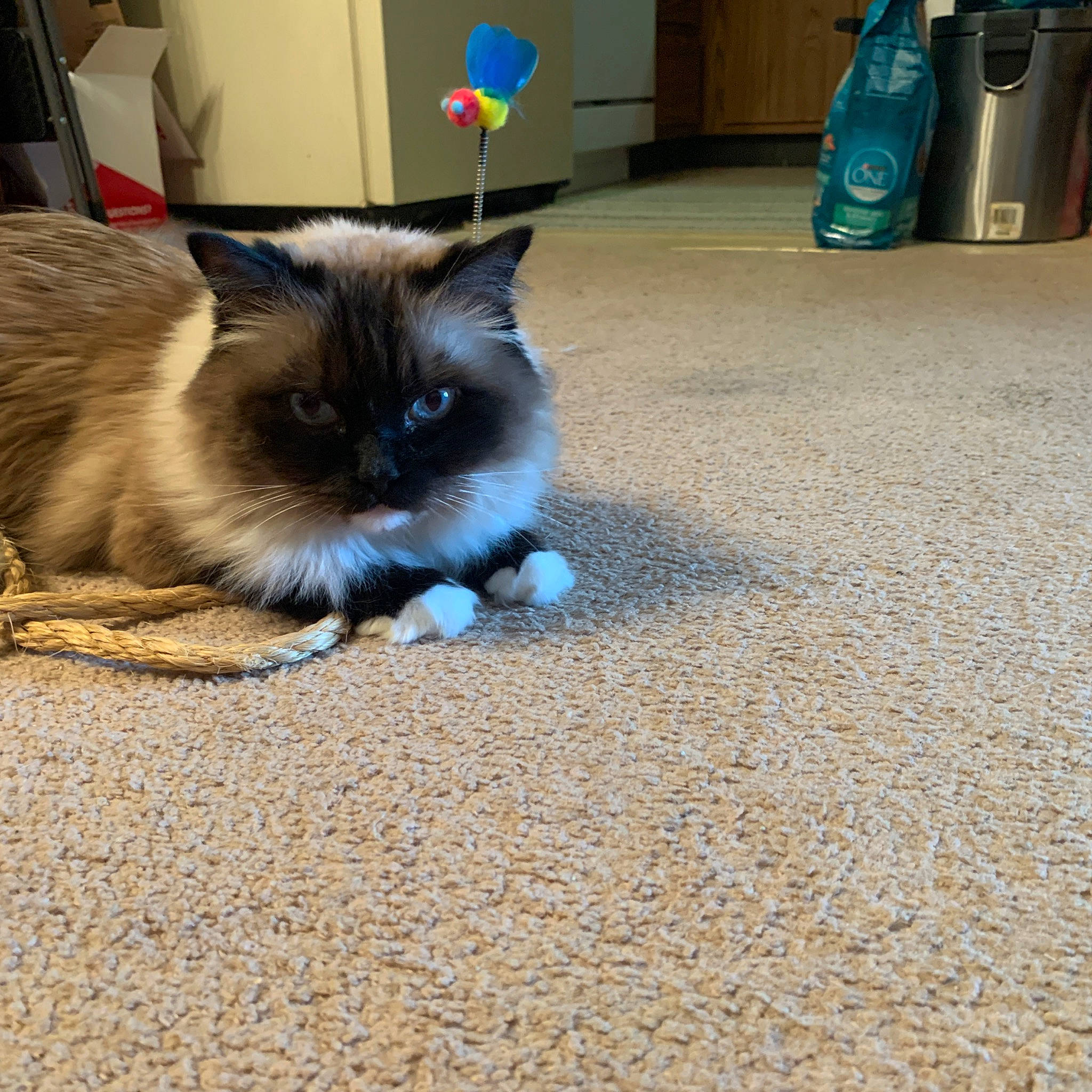 Eugene is registered to the contest to win money with this photo: balinese, birman, carnivore, cat, domestic_long_haired_cat, eye, fawn, felidae, flooring, fur, himalayan, kitten, mammal, ragamuffin, ragdoll, siamese, small_to_medium_sized_cats, snowshoe, thai, whiskers