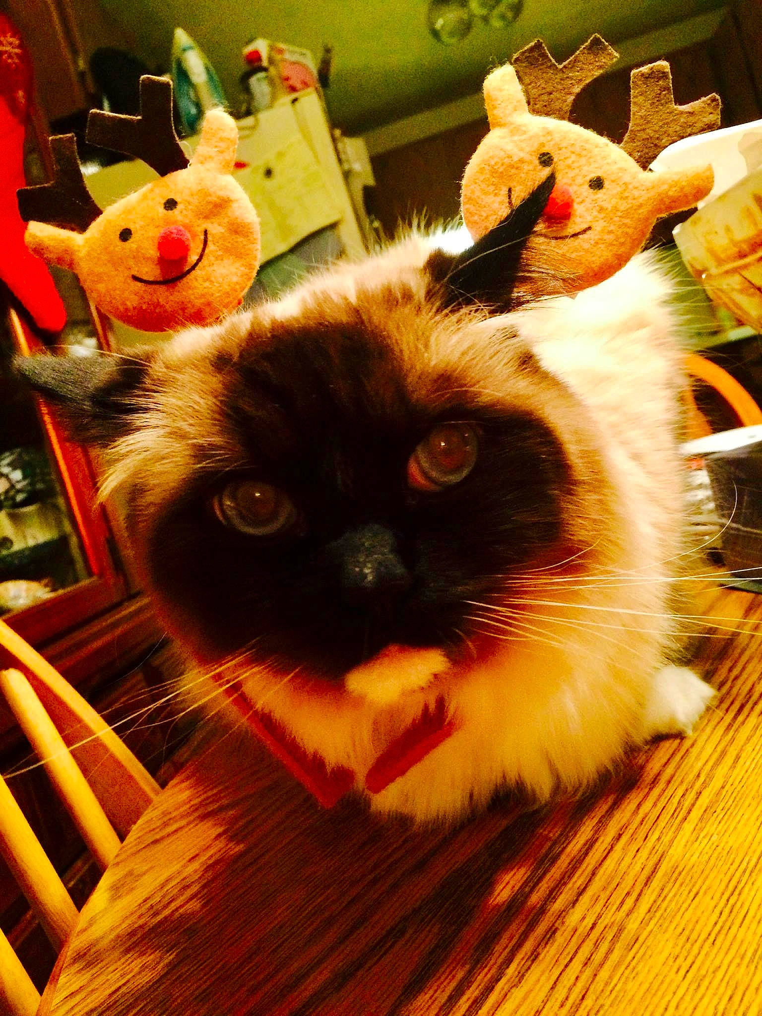 Eugene joined the competition — help win amazing prizes! cat, fawn, felidae, fur, rabbit, rabbits_and_hares, small_to_medium_sized_cats, whiskers