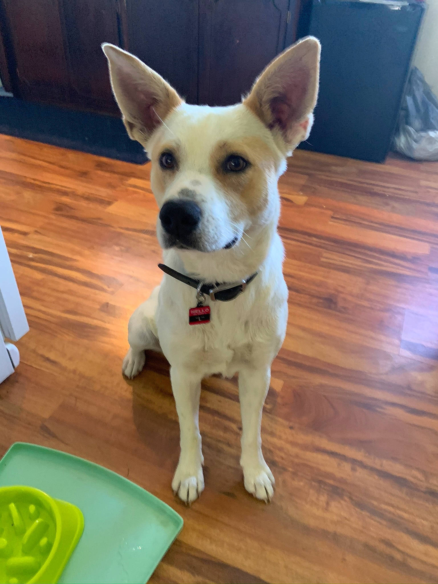 L The Butt Shaker joined the competition — help win amazing prizes! ancient_dog_breeds, canaan_dog, canidae, carnivore, carolina_dog, companion_dog, dog, dog_breed, fawn, feist, floor, mammal, miniature_fox_terrier, pariah_dog, rare_breed_dog, rat_terrier, snout, teddy_roosevelt_terrier, tenterfield_terrier, vertebrate