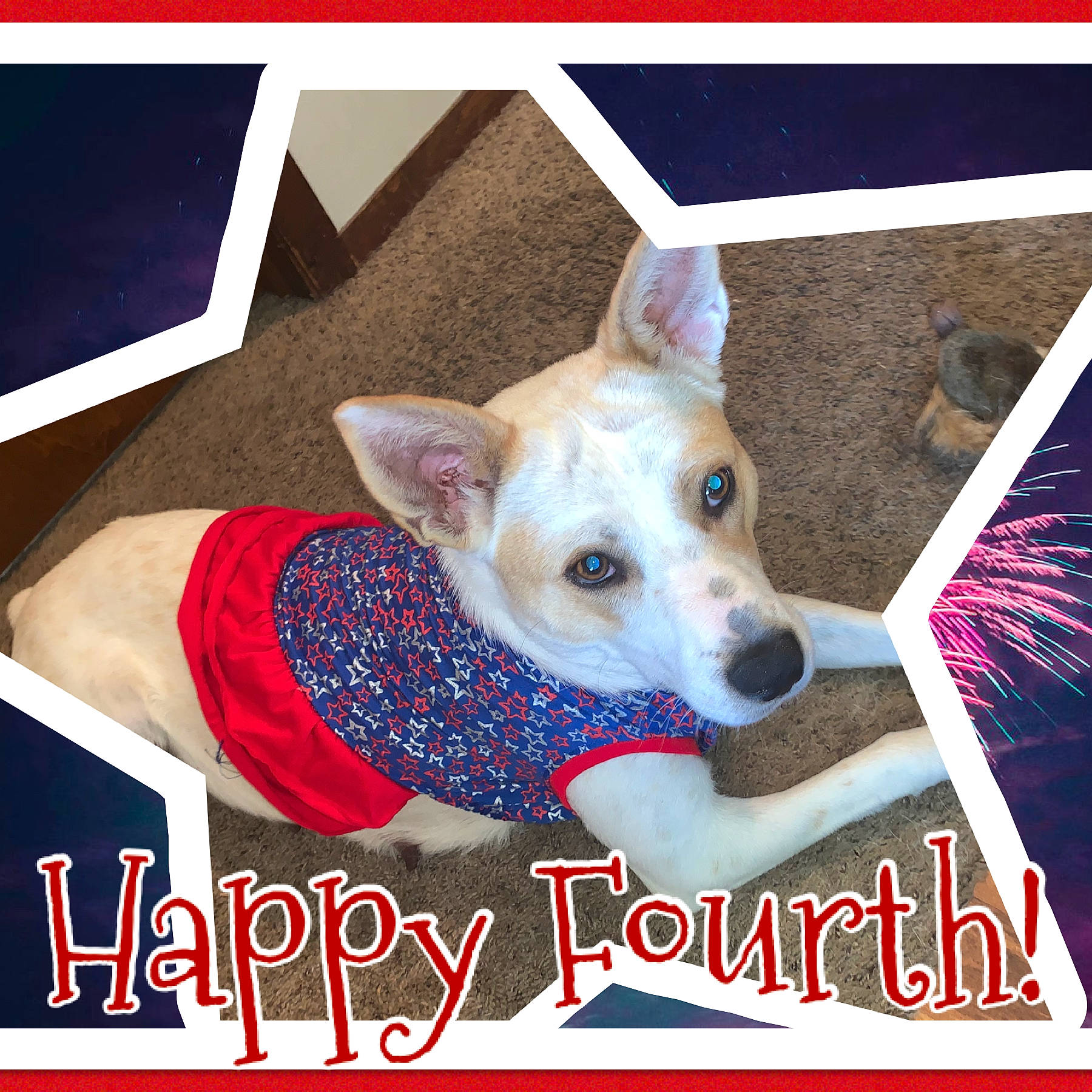 L The Butt Shaker joined the competition — help win amazing prizes! basenji, canidae, carnivore, carolina_dog, companion_dog, dog, dog_breed, feist, pembroke_welsh_corgi, photo_caption