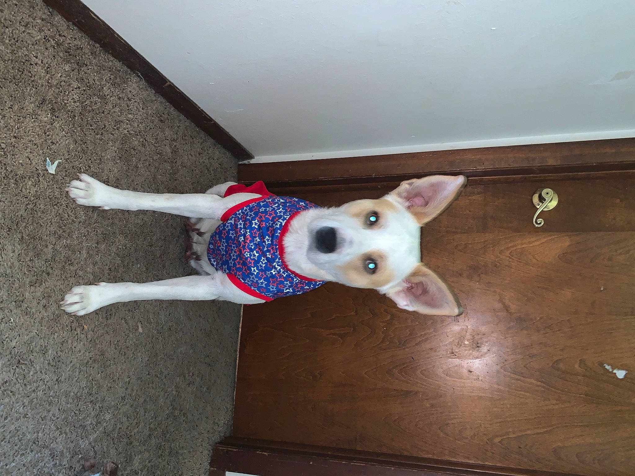 L The Butt Shaker joined the competition — help win amazing prizes! canidae, carnivore, dog, dog_breed, dog_clothes, fawn, mammal, non_sporting_group, tail