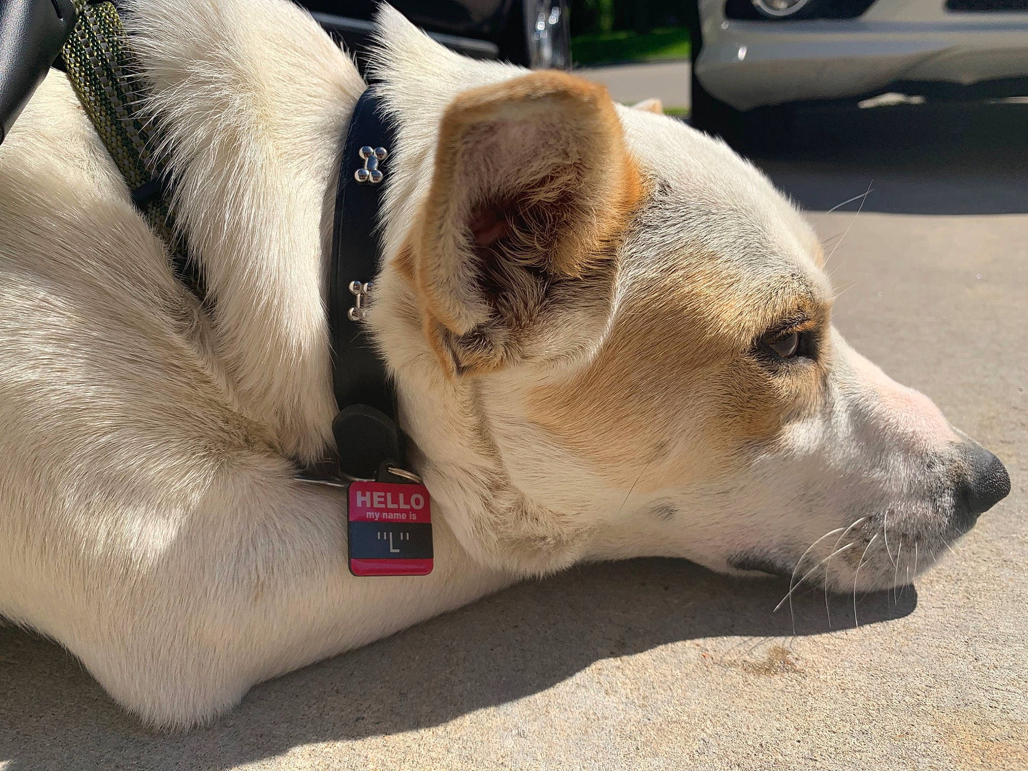 L The Butt Shaker joined the competition — help win amazing prizes! canidae, carnivore, collar, companion_dog, dog, dog_breed, ear, fawn, mammal, nose, paw, puppy_love, snout, sporting_group, street_dog