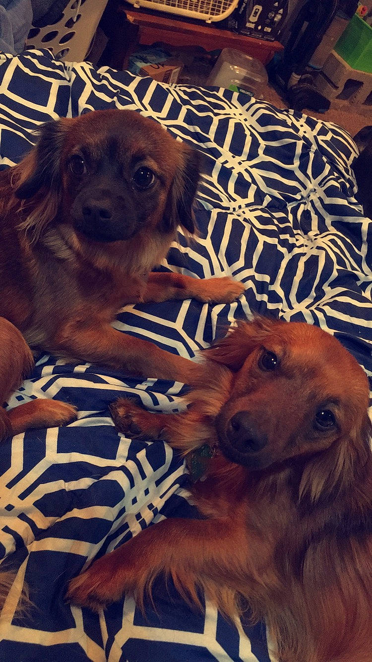 Buster joined the competition — help win amazing prizes! canidae, carnivore, companion_dog, dog, dog_breed, fawn, fur, hovawart, irish_setter, mammal, nova_scotia_duck_tolling_retriever, small_greek_domestic_dog, snout, sporting_group, vertebrate