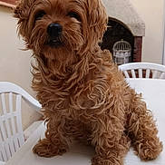 Hettie a rejoint le concours — aidez-le/la à gagner de superbes lots ! animal, backyard, brown_dog, companion, curious, curly_fur, cute, dog, domestic_animal, fence, fireplace, fluffy, fur, outdoor, pet, plastic_chair, portrait, sitting, small_dog, table