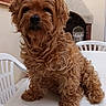 animal, backyard, brown_dog, companion, curious, curly_fur, cute, dog, domestic_animal, fence, fireplace, fluffy, fur, outdoor, pet, plastic_chair, portrait, sitting, small_dog, table