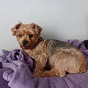 Titie participe au concours pour gagner de l'argent avec cette photo : animal, bed, blanket, brown_fur, canine, comfort, companion, cozy, cute, dog, domestic_animal, fur, furry, indoor, pet, purple_blanket, relaxed, resting, side_view, small_dog