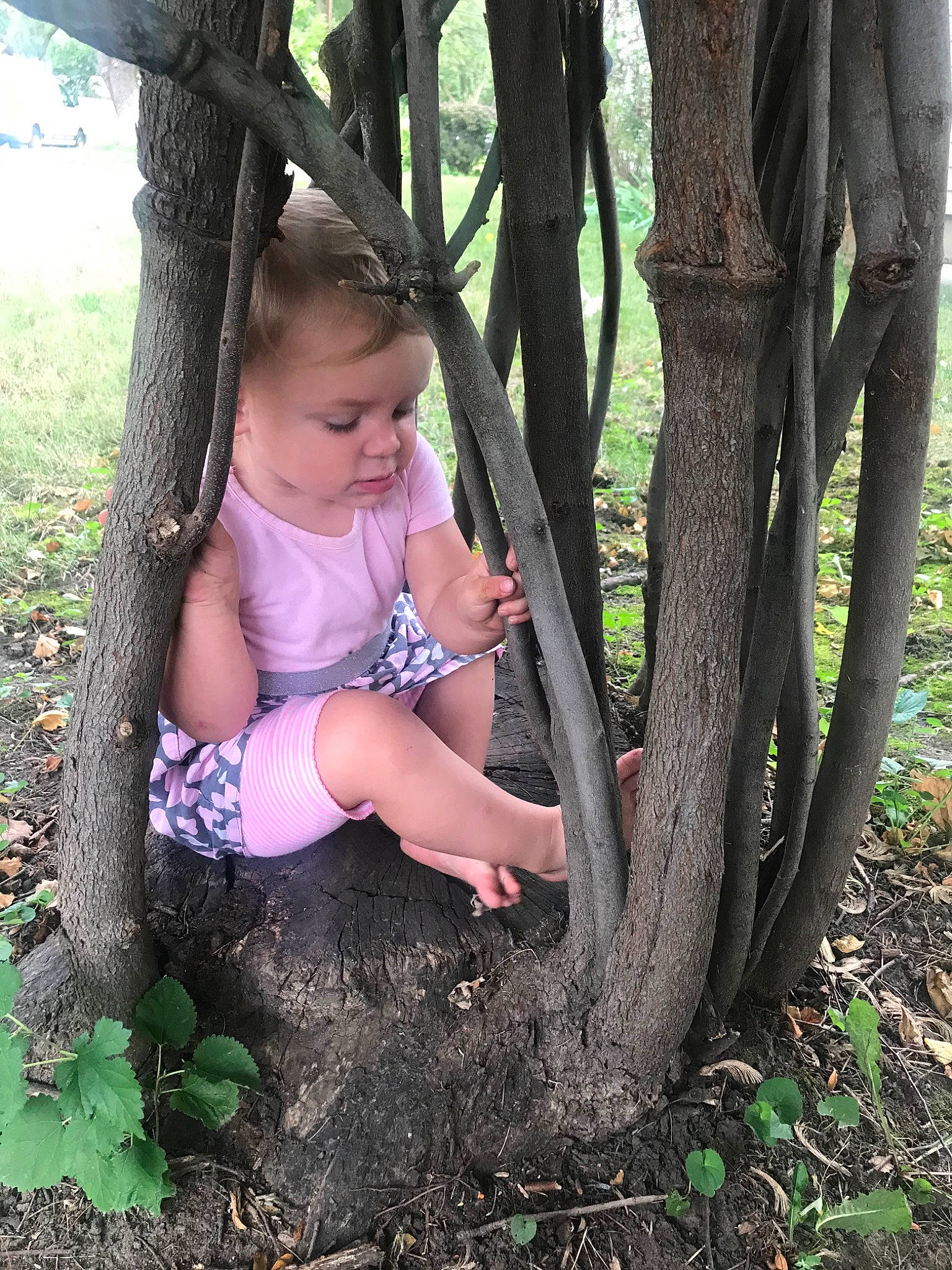 Ezlynn is registered to the contest to win money with this photo: adaptation, botany, child, leg, person, plant, soil, terrestrial_plant, toddler, tree, trunk, woodland