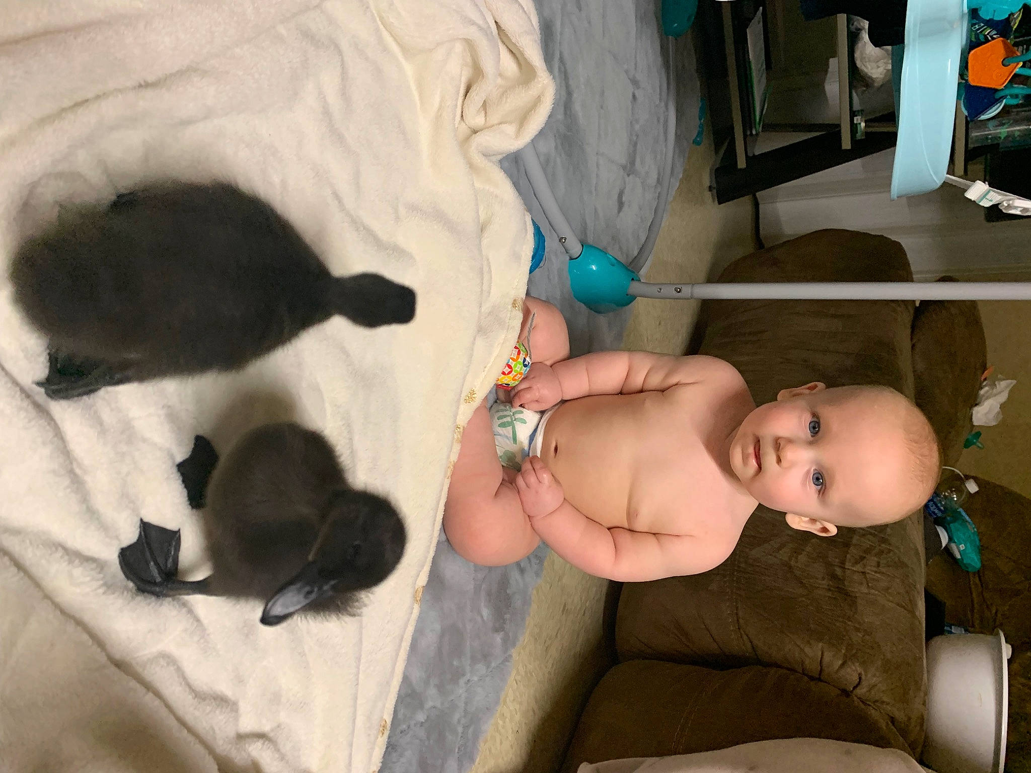 Eli joined the competition — help win amazing prizes! abdomen, baby, baby_products, barechested, carnivore, cat, chest, child, comfort, felidae, fur, linens, person, room, sitting, small_to_medium_sized_cats, snapshot, tail, toddler, trunk
