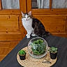 cat, table, plant, succulent, terrarium, wooden_door, curtain, indoor, furniture, pet, fluffy, brown, white, green, decor, home, cozy, wood, sitting, domestic_animal
