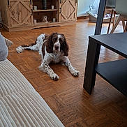 Gribouille participe au concours pour gagner de l'argent avec cette photo : dog, living_room, wooden_floor, television, cabinet, table, couch, pet, brown_and_white, parquet, indoor, furniture, relaxed, domestic, home, floor, resting, canine, decor, cozy