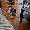 dog, living_room, wooden_floor, television, cabinet, table, couch, pet, brown_and_white, parquet, indoor, furniture, relaxed, domestic, home, floor, resting, canine, decor, cozy