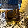 Gribouille participe au concours pour gagner de l'argent avec cette photo : animal, cardboard_box, cat, cozy, curious, domestic_cat, door, feline, floor_tiles, home, indoor, looking, pattern, pet, quiet, side_view, sitting, tabby_cat, tile_floor, window