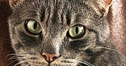 Gribouille participe au concours pour gagner de l'argent avec cette photo : animal, brown_background, cat, close_up, curious, cute, domestic_cat, ears, face, feline, fur, green_eyes, indoor, looking, mammal, pet, portrait, tabby, whiskers, wooden_surface