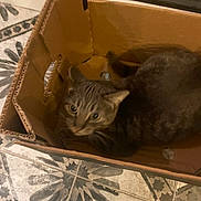 Gribouille a rejoint le concours — aidez-le/la à gagner de superbes lots ! animal, blurred, box, brown_cat, cardboard_box, cat, close_up, curious, cute, domestic_cat, feline, floor, house_cat, indoor, looking_up, patterned_floor, pet, resting, tabby, tile_floor