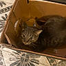 animal, blurred, box, brown_cat, cardboard_box, cat, close_up, curious, cute, domestic_cat, feline, floor, house_cat, indoor, looking_up, patterned_floor, pet, resting, tabby, tile_floor