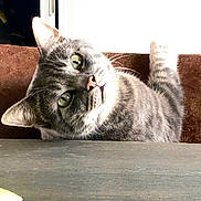 Gribouille participe au concours pour gagner de l'argent avec cette photo : cat, gray_tabby, curious, head_tilt, whiskers, indoor, pet, feline, close_up, green_eyes, fur, table, brown_background, looking_up, domestic_cat, animal, cute, portrait, sitting, resting