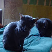 Petit Chat a rejoint le concours — aidez-le/la à gagner de superbes lots ! cat, two_cats, feline, animal, pet, indoor, blanket, teal_blanket, sitting, blurry, dim_light, window, wall, furniture, cozy, home, domestic, mammal, cute, fur