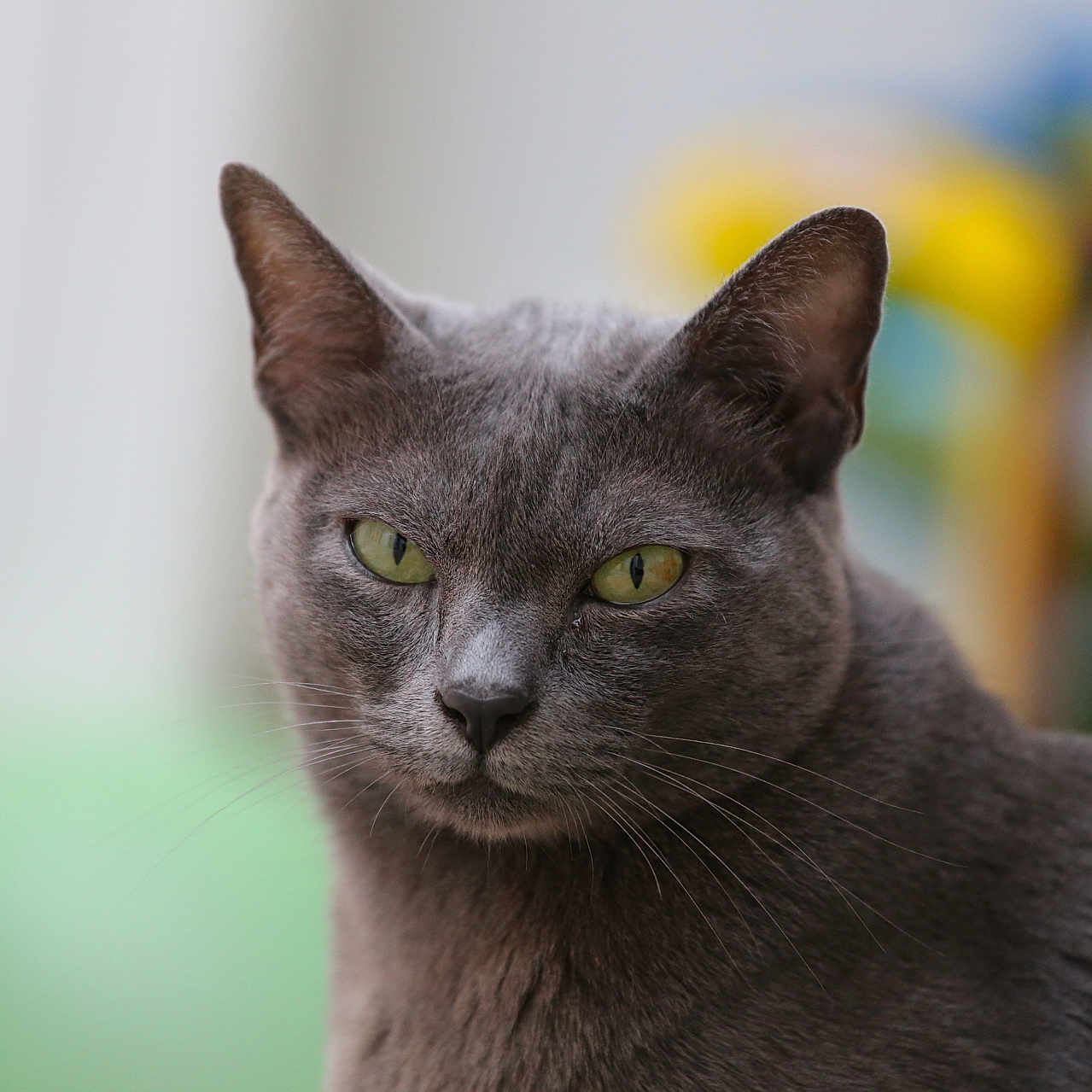 Petit Chat a rejoint le concours — aidez-le/la à gagner de superbes lots ! cat, gray_cat, green_eyes, pet, animal, feline, portrait, close_up, whiskers, ears, fur, outdoor, blurred_background, focused, domestic_cat, cute, mammal, looking, calm, nature