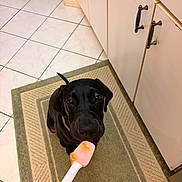 Zorro joined the competition — help win amazing prizes! animal, black_dog, black_fur, cabinet, canine, dog, food, home, indoor, kitchen, kitchen_mat, looking_up, pet, photography, pink_spatula, playful, short_hair, sitting, spatula, tile_floor