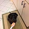 animal, black_dog, black_fur, cabinet, canine, dog, food, home, indoor, kitchen, kitchen_mat, looking_up, pet, photography, pink_spatula, playful, short_hair, sitting, spatula, tile_floor