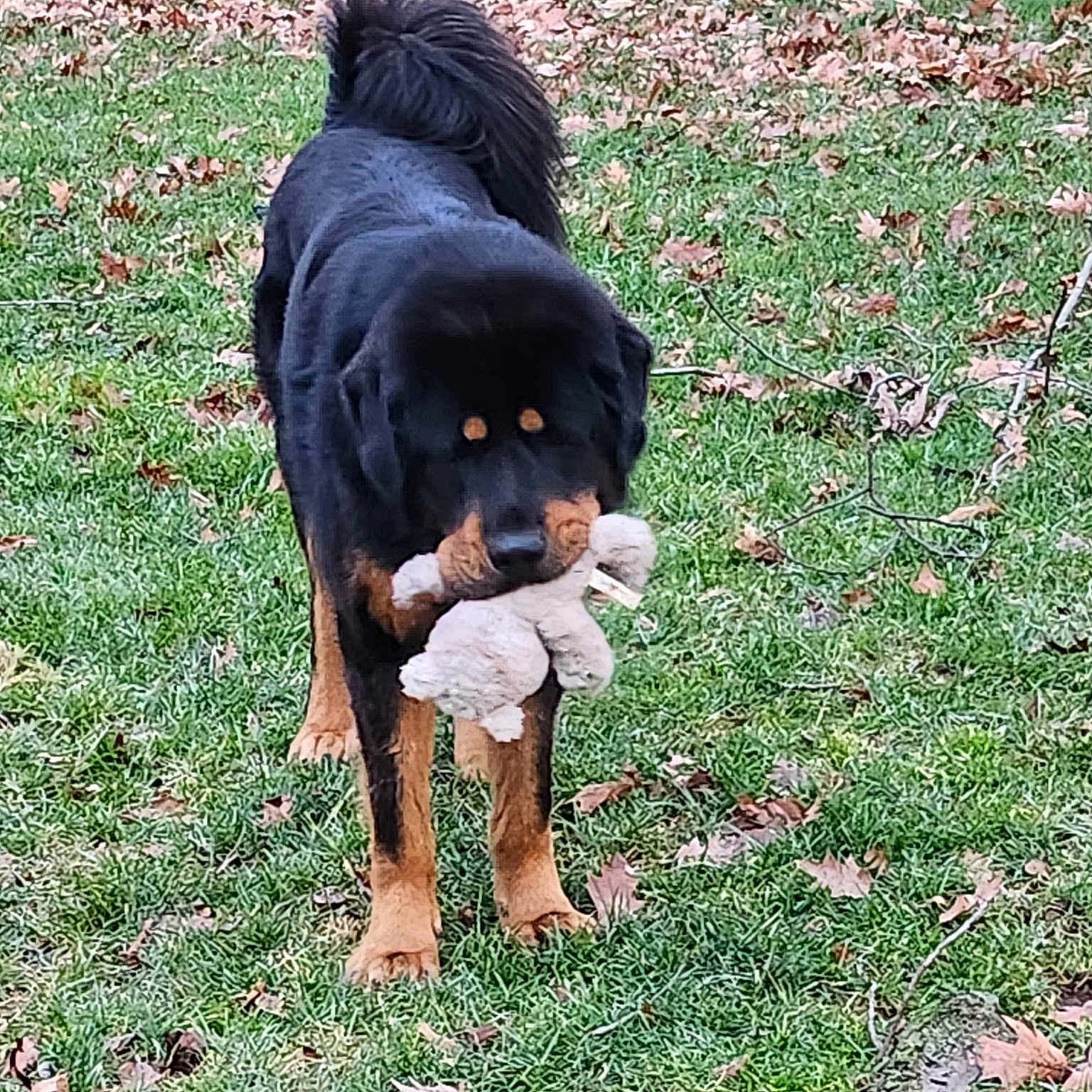 Bear