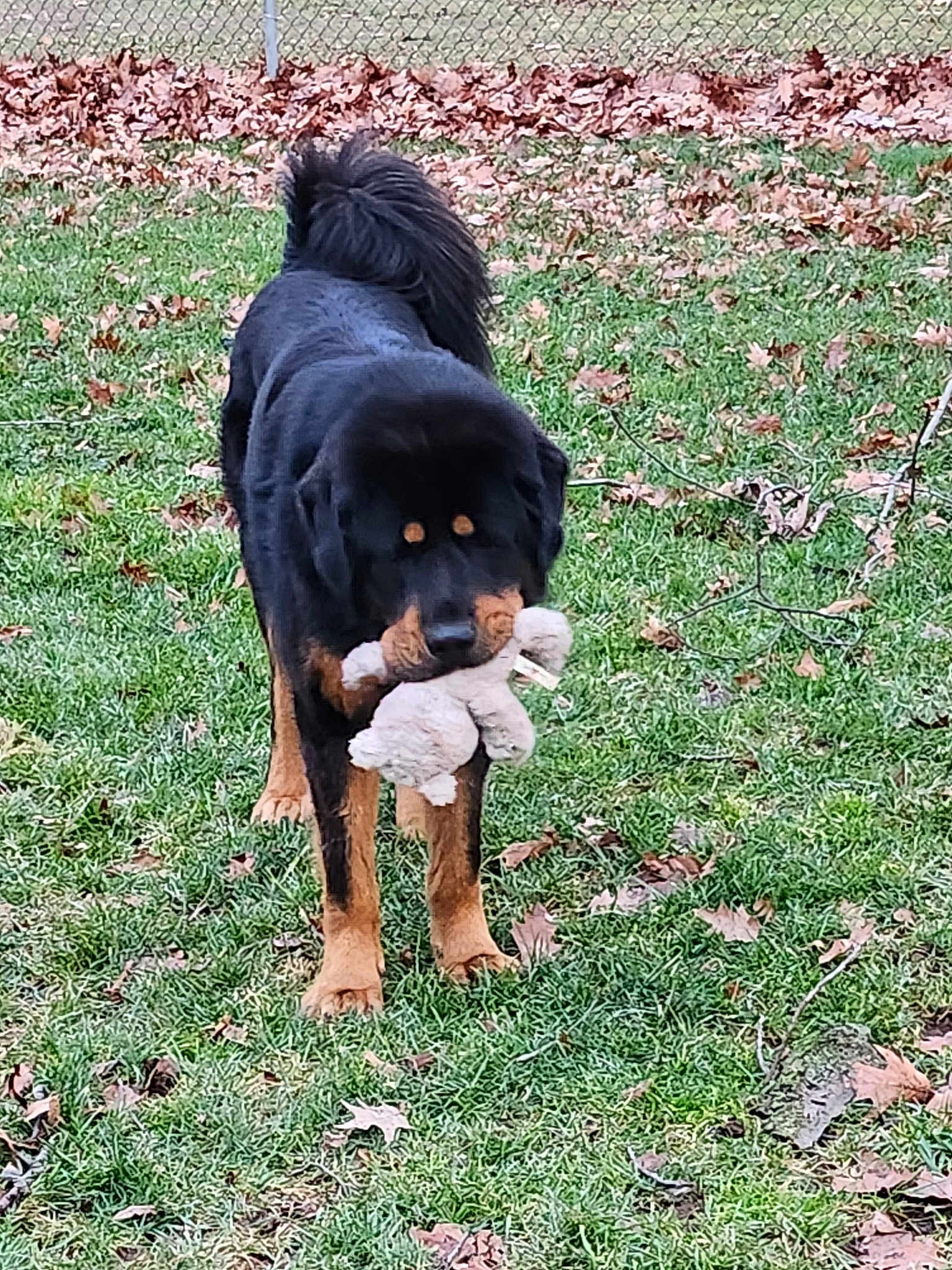 Bear