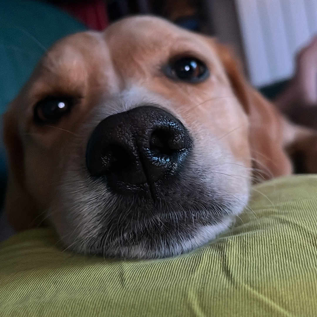 Rudy participe au concours pour gagner de l'argent avec cette photo : animal, brown_fur, close_up, cushion, cute, dog, domestic_animal, eyes, face, furry, indoor, laying_down, nose, pet, portrait, relaxed, resting, snout, soft_texture, whiskers