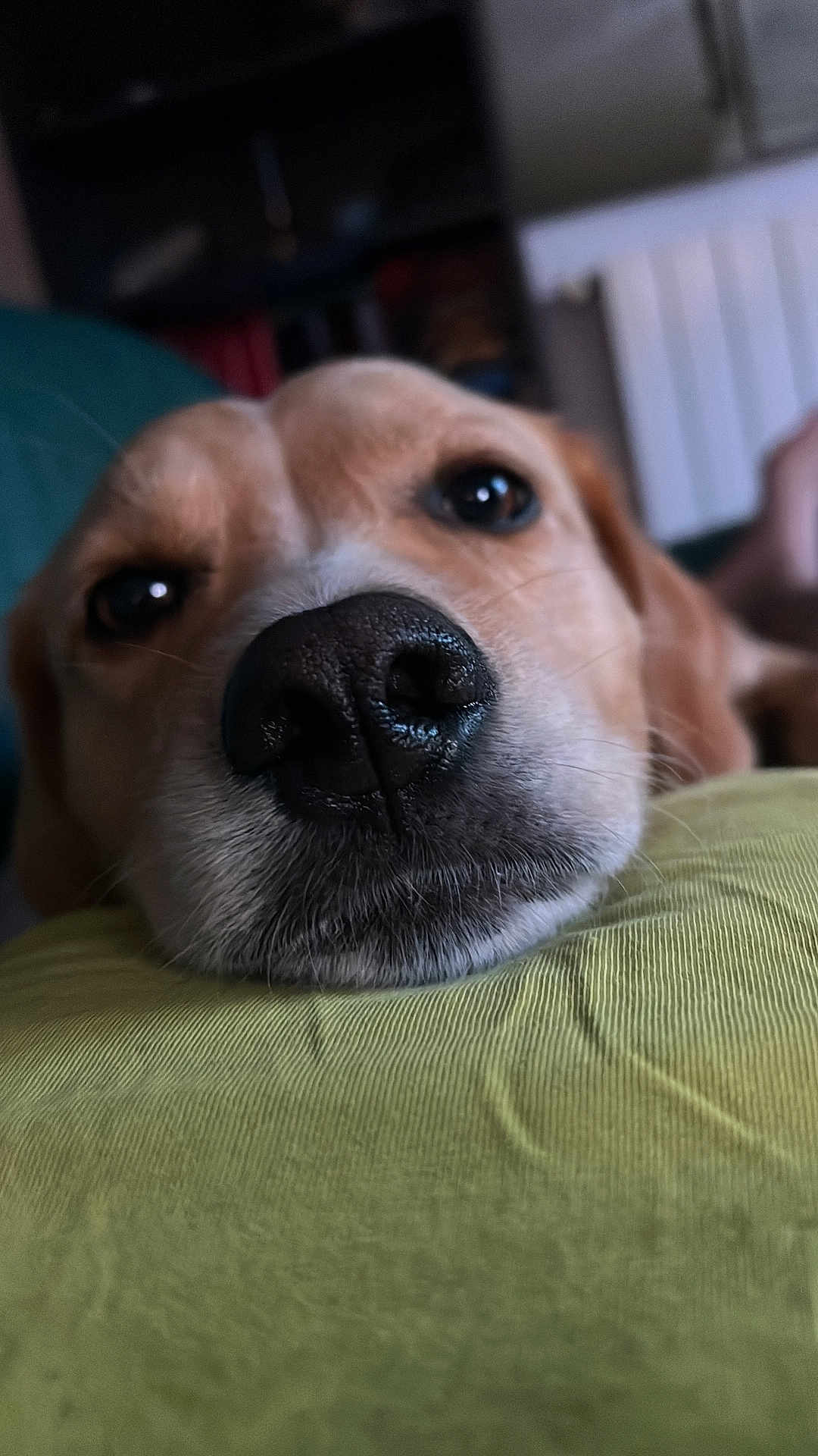 Rudy