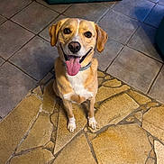 Rudy participe au concours pour gagner de l'argent avec cette photo : dog, happy, tongue_out, smiling, sitting, indoor, floor, stone_tiles, pet, canine, fur, collar, looking_up, ears, brown, white, animal, friendly, cute, companion
