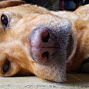 Jack a rejoint le concours — aidez-le/la à gagner de superbes lots ! carnivoran, close_up, companion_dog, dog, dog_breed, dog_breed_group, dog_like_mammal, fur, golden_retriever, labrador_retriever, nose, puppy, retriever, skin, snout, sporting_group, whiskers