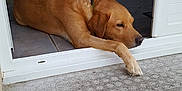 Jack participe au concours pour gagner de l'argent avec cette photo : broholmer, carnivoran, dog, dog_breed, dog_like_mammal, floor, flooring, furniture, labrador_retriever, retriever, snout, sporting_group