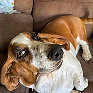 Nellie is registered to the contest to win money with this photo: dog, basset_hound, brown, white, couch, indoor, pet, animal, relaxed, ears, nose, fur, face, paw, looking_up, closeup, mammal, companion, domestic, home