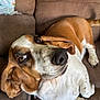 dog, basset_hound, brown, white, couch, indoor, pet, animal, relaxed, ears, nose, fur, face, paw, looking_up, closeup, mammal, companion, domestic, home