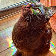 Harvest Moon is registered to the contest to win money with this photo: black_cat, cat, close_up, colorful, cozy, curious, eyes, feline, fur, indoor, light_reflection, pet, portrait, prism, rainbow, sitting, sunlight, whiskers, window, wooden_floor