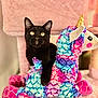 animal, black_cat, cat, cat_tree, colorful, cozy, curious, cute, domestic_cat, feline, indoors, pet, pink, playful, plush_toy, relaxed, soft_texture, stuffed_animal, unicorn, yellow_eyes