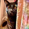 Harvest Moon is registered to the contest to win money with this photo: black_cat, cat, curtain, rainbow_light, indoor, pet, animal, whiskers, ears, eyes, feline, colorful, shadow, floor, closeup, portrait, mysterious, peek, soft_light, texture