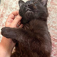 Harvest Moon joined the competition — help win amazing prizes! animal, black_cat, close_up, comfort, content, cute, feline, fur, hand, indoor, kitten, mammal, pet, portrait, relaxed, resting, scratching, sleepy, tattoo, whiskers