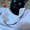 Harvest Moon joined the competition — help win amazing prizes! black_cat, cat, green_eyes, curious, white_sweatshirt, toy_snake, colorful_toy, fuzzy_toy, rug, wooden_floor, indoor, pet, animal, cozy, soft_texture, whiskers, ears, close_up, looking_up, domestic_cat