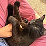 black_cat, casual_clothing, cat, close_up, comfort, domestic_cat, feline, fur, green_eyes, hand, human_hand, indoor, lap, person, pet, pink_clothing, relaxed, resting, soft_texture, whiskers