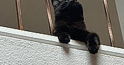 Harvest Moon is registered to the contest to win money with this photo: black_cat, cat, pet, animal, feline, indoor, wall, railing, metal_bars, looking_up, shadow, texture, fur, whiskers, ears, claws, quiet, curious, domestic_cat, resting