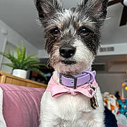 Remy joined the competition — help win amazing prizes! dog, pet, collar, bow_tie, indoor, couch, furniture, plant, home_decor, close_up, black_and_white, small_dog, fur, ears, face, keys, pink, purple, cute, portrait